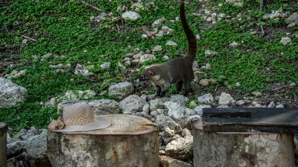 a couple of animals in a rocky area